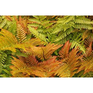 Stálozelená papraď jesenná (Dryopteris erythrosora) - výška 50-60 cm, kont. C6L